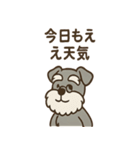 まったりおじいちゃんシュナ（個別スタンプ：12）