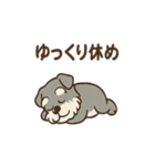 まったりおじいちゃんシュナ（個別スタンプ：21）