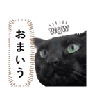 シュールな黒ネッコさん⑤（個別スタンプ：19）