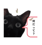 シュールな黒ネッコさん⑤（個別スタンプ：22）