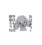 トイプードル グレー（長文の日常会話）（個別スタンプ：1）