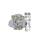 トイプードル グレー（長文の日常会話）（個別スタンプ：4）