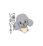 トイプードル グレー（長文の日常会話）（個別スタンプ：5）
