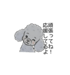 トイプードル グレー（長文の日常会話）（個別スタンプ：7）