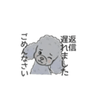 トイプードル グレー（長文の日常会話）（個別スタンプ：8）
