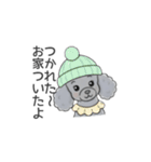 トイプードル グレー（長文の日常会話）（個別スタンプ：10）