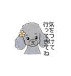 トイプードル グレー（長文の日常会話）（個別スタンプ：11）