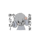 トイプードル グレー（長文の日常会話）（個別スタンプ：12）