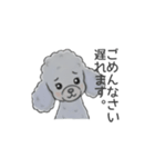 トイプードル グレー（長文の日常会話）（個別スタンプ：15）