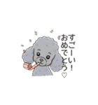 トイプードル グレー（長文の日常会話）（個別スタンプ：16）
