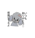 トイプードル グレー（長文の日常会話）（個別スタンプ：17）
