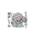 トイプードル グレー（長文の日常会話）（個別スタンプ：19）