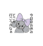 トイプードル グレー（長文の日常会話）（個別スタンプ：21）