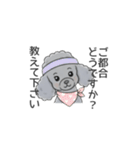 トイプードル グレー（長文の日常会話）（個別スタンプ：23）