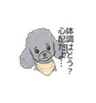 トイプードル グレー（長文の日常会話）（個別スタンプ：25）