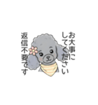 トイプードル グレー（長文の日常会話）（個別スタンプ：26）