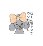 トイプードル グレー（長文の日常会話）（個別スタンプ：27）