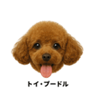 わんこ図鑑/犬/ドッグ/スタンプ（個別スタンプ：1）