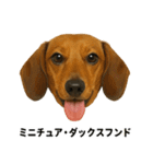 わんこ図鑑/犬/ドッグ/スタンプ（個別スタンプ：4）
