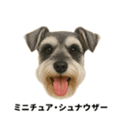 わんこ図鑑/犬/ドッグ/スタンプ（個別スタンプ：6）