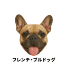わんこ図鑑/犬/ドッグ/スタンプ（個別スタンプ：7）
