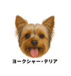 わんこ図鑑/犬/ドッグ/スタンプ（個別スタンプ：8）