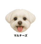 わんこ図鑑/犬/ドッグ/スタンプ（個別スタンプ：9）