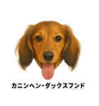 わんこ図鑑/犬/ドッグ/スタンプ（個別スタンプ：11）