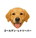 わんこ図鑑/犬/ドッグ/スタンプ（個別スタンプ：12）