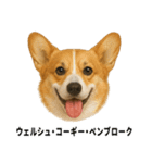 わんこ図鑑/犬/ドッグ/スタンプ（個別スタンプ：15）