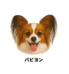 わんこ図鑑/犬/ドッグ/スタンプ（個別スタンプ：16）
