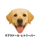 わんこ図鑑/犬/ドッグ/スタンプ（個別スタンプ：17）