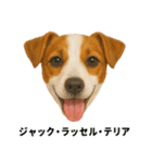 わんこ図鑑/犬/ドッグ/スタンプ（個別スタンプ：18）