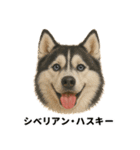 わんこ図鑑/犬/ドッグ/スタンプ（個別スタンプ：20）