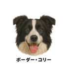 わんこ図鑑/犬/ドッグ/スタンプ（個別スタンプ：21）