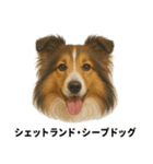 わんこ図鑑/犬/ドッグ/スタンプ（個別スタンプ：22）