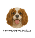 わんこ図鑑/犬/ドッグ/スタンプ（個別スタンプ：25）