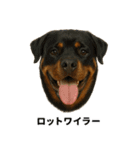 わんこ図鑑/犬/ドッグ/スタンプ（個別スタンプ：28）