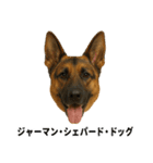 わんこ図鑑/犬/ドッグ/スタンプ（個別スタンプ：29）