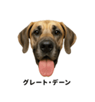 わんこ図鑑/犬/ドッグ/スタンプ（個別スタンプ：30）