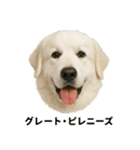 わんこ図鑑/犬/ドッグ/スタンプ（個別スタンプ：32）
