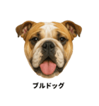 わんこ図鑑/犬/ドッグ/スタンプ（個別スタンプ：33）