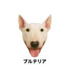 わんこ図鑑/犬/ドッグ/スタンプ（個別スタンプ：34）
