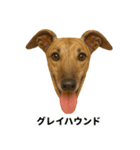 わんこ図鑑/犬/ドッグ/スタンプ（個別スタンプ：36）