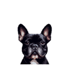 言葉なしリアクションで伝える フレブル 黒（個別スタンプ：35）