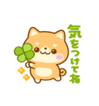 動く♡豆柴日和♡（個別スタンプ：13）