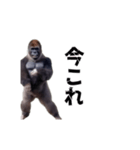 動く！横揺れゴリラ（個別スタンプ：1）