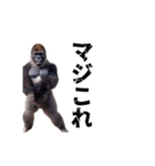 動く！横揺れゴリラ（個別スタンプ：2）