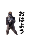 動く！横揺れゴリラ（個別スタンプ：3）