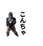 動く！横揺れゴリラ（個別スタンプ：4）